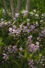 USA, Pennsylvania, Longwood Gardens. Bluebell flowers in garden. Art Print
